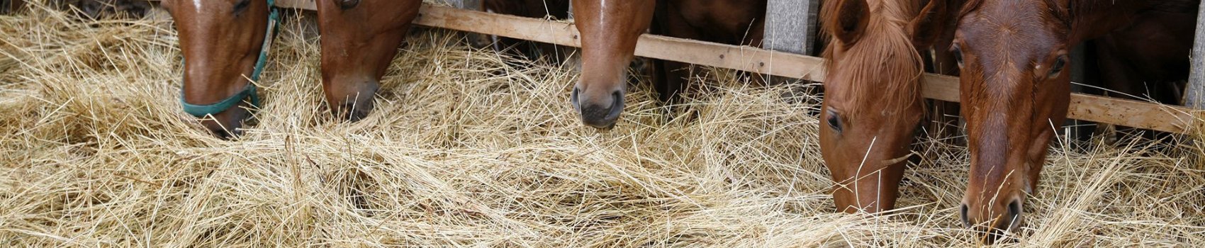 Hay and Haylage – David Dumosch