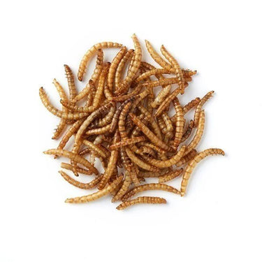 Mealworms - 12.5kg