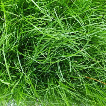 4.5 Year Hay/Haylage Mix