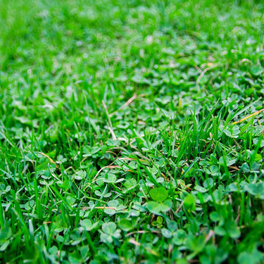 Long Term Lay Mix With Clover