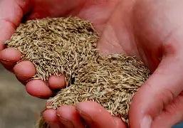 DD16 Amenity Mixture Grass Drought Shade Mix