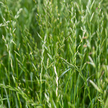 3 Year Lay No Clover
